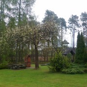 Kwitnąca grusza - Chata w lesie. fot. WG