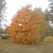 Jesień - 2015. Fot WG