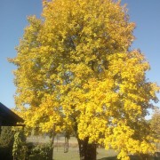 Złota jesień - 2 - 2015